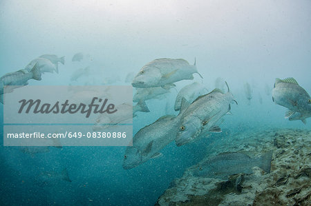 Underwater view of large cubera snapper schools gathering around a fresh water ocean sinkhole, Cancun, Quintana Roo, Mexico