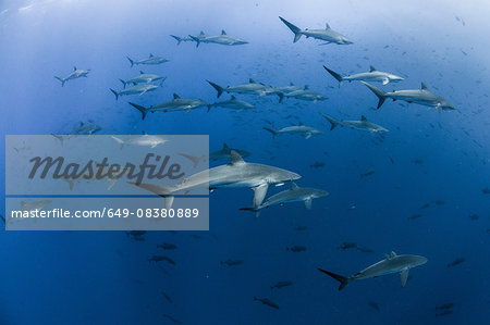 Underwater view of Silky sharks gathering in spring for mating rituals, Roca Partida, Revillagigedo, Mexico