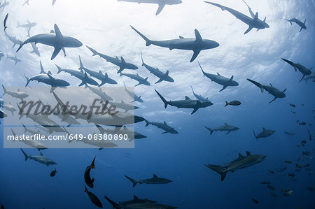 Underwater view of Silky sharks gathering in spring for mating rituals, Roca Partida, Revillagigedo, Mexico