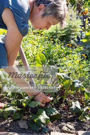 Mature woman gardening, digging with spade