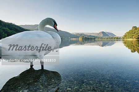 Swan in Grasmere Lake, Grasmere, Cumbria, UK