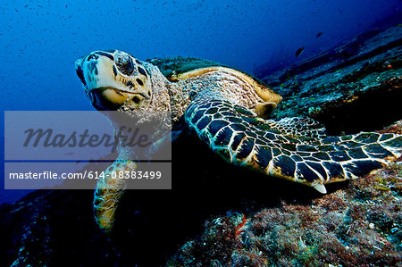 Large turtle resting on top of a wreck, oblivious to divers, Isla Mujeres, Mexico
