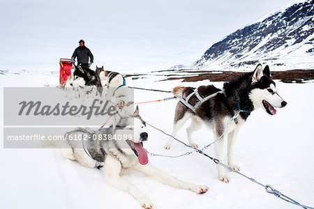 Draught dogs resting