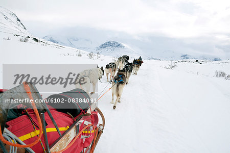 Dogs pulling sleigh