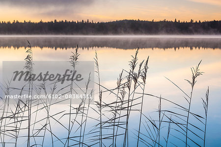 Reeds at lake