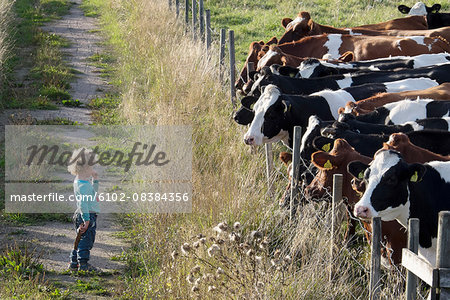 Girl looking at cows on pasture