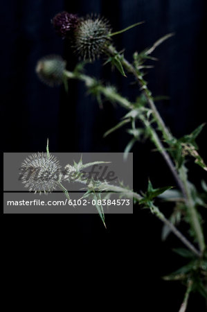 Close up of thistle