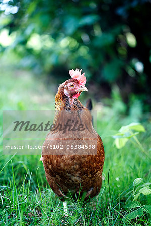 Hen standing in field