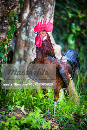 Portrait of cockerel standing in grass, Ubud, Bali, Indonesia