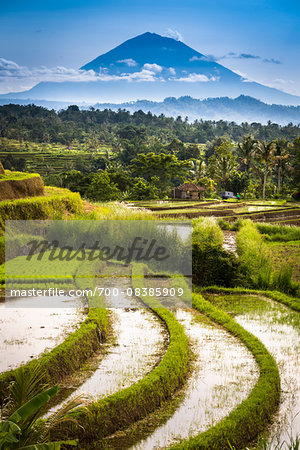 Rice Terraces with Gunung Agung in the background, Jatiluwih, Bali, Indonesia