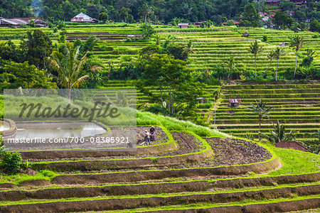 Overview of Rice Terraces, Jatiluwih, Bali, Indonesia