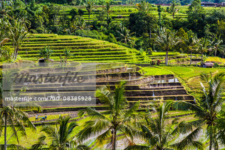 Overview of Rice Terraces, Jatiluwih, Bali, Indonesia