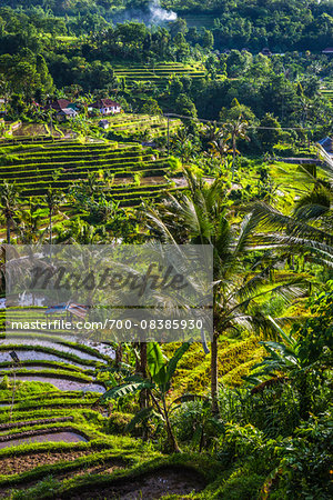 Overview of Rice Terraces, Jatiluwih, Bali, Indonesia