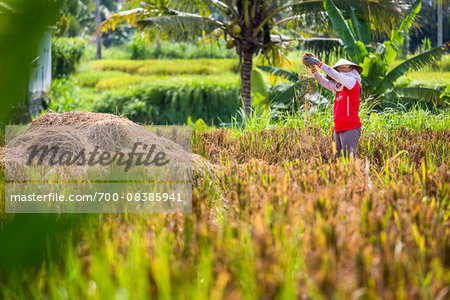 Rice Harvesting near Ubud, Bali, Indonesia