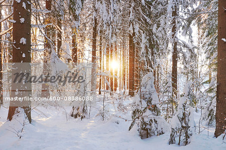 Scenic view of Norway spruce tree (Picea abies) forest at sunrise, covered in snow in winter, Bavarian Forest, Bavaria, Gemany