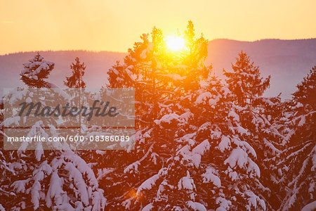 Snow coverd Norway spruce trees (Picea abies) in forest at sunset in winter, Bavarian Forest, Bavaria, Germany