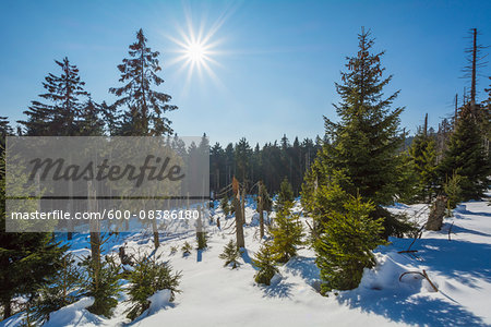 Mountain Forest with Sun in Winter, Altenau, Harz, Lower Saxony, Germany