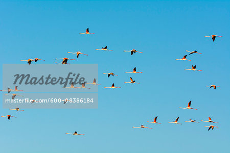 Greater Flamingos (Phoenicopterus roseus) in Flight, Saintes-Maries-de-la-Mer, Parc Naturel Regional de Camargue, Languedoc-Roussillon, France