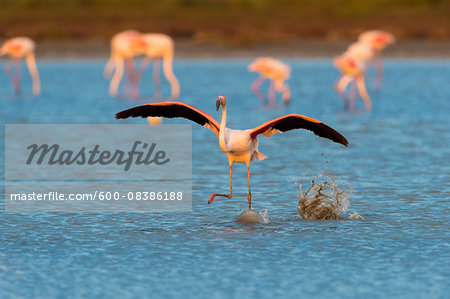 Greater Flamingo (Phoenicopterus roseus) Taking off, Saintes-Maries-de-la-Mer, Parc Naturel Regional de Camargue, Languedoc-Roussillon, France