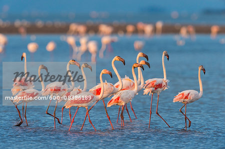 Group of Greater Flamingos (Phoenicopterus roseus) Wading in Water, Saintes-Maries-de-la-Mer, Parc naturel regional de Camargue, Languedoc Roussillon, France Group of Greater Flamingos (Phoenicopterus roseus) Wading in Water, Saintes-Maries-de-la-Mer, Parc naturel regional de Camargue, Languedoc Roussillon, France