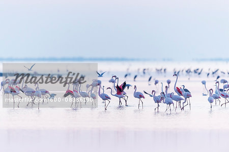 Greater Flamingos (Phoenicopterus roseus) at Dawn, Saintes-Maries-de-la-Mer, Parc Naturel Regional de Camargue, Languedoc-Roussillon, France