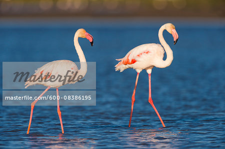 Greater Flamingos (Phoenicopterus roseus), Saintes-Maries-de-la-Mer, Parc Naturel Regional de Camargue, Languedoc-Roussillon, France