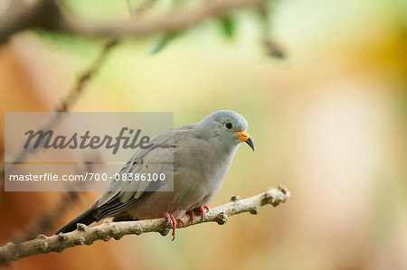 Close-up of a Croaking Ground Dove (Columbina cruziana) in autumn, Germany