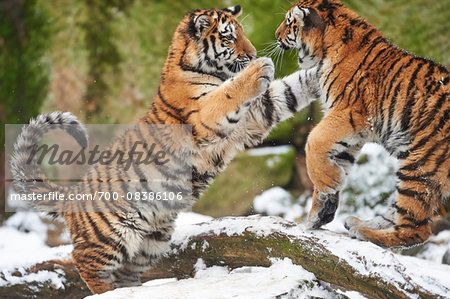 Close-up of two young Siberian tigers (Panthera tigris altaica) playing in snow in winter