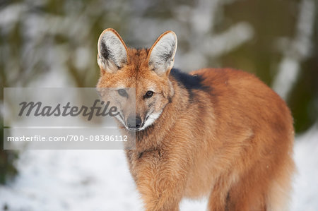 Close-up portrait of a maned wolf (Chrysocyon brachyurus) on a snowy winter day, Germany