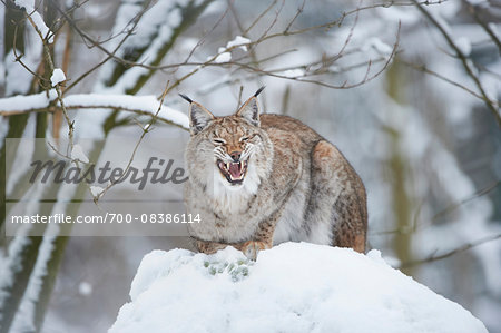 Close-up of a Eurasian lynx (Lynx lynx) snarling on a snowy winter day, Bavaria, Germany