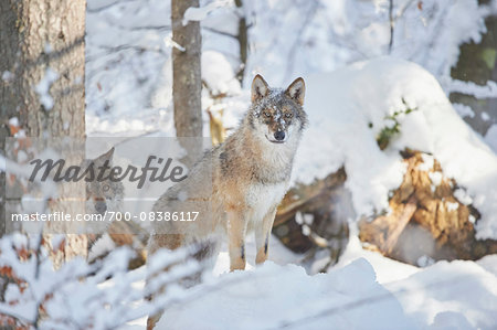 Close-up of two Eurasian wolves (Canis lupus lupus) on a snowy winter day, Bavarian Forest, Bavaria, Germany