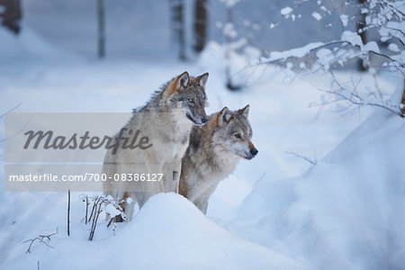Close-up of two Eurasian wolves (Canis lupus lupus) on a snowy winter day, Bavarian Forest, Bavaria, Germany