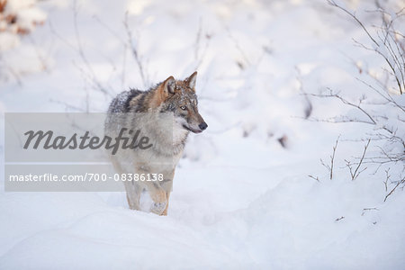 Close-up of a Eurasian wolf (Canis lupus lupus) walking in snow in winter, Bavarian Forest, Bavaria, Germany