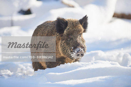 Close-up portrait of a wild boar (Sus scrofa) on a snowy winter day, Bavarian Forest, Bavaria, Germany