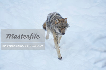 Eurasian wolf (Canis lupus lupus) walking in snow in winter, Bavarian Forest, Bavaria, Germany