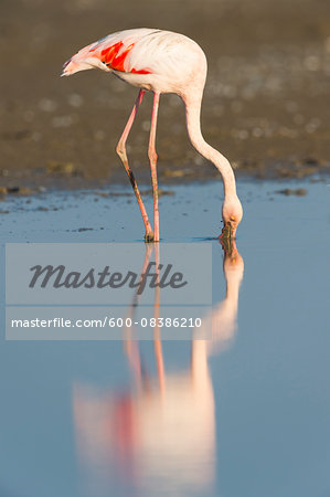 Greater Flamingo (Phoenicopterus roseus), Saintes-Maries-de-la-Mer, Parc Naturel Regional de Camargue, Languedoc-Roussillon, France