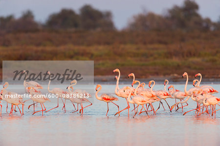 Greater Flamingos (Phoenicopterus roseus) at Dusk, Saintes-Maries-de-la-Mer, Parc Naturel Regional de Camargue, Languedoc-Roussillon, France Greater Flamingos (Phoenicopterus roseus) at Dusk, Saintes-Maries-de-la-Mer, Parc Naturel Regional de Camargue, Languedoc-Roussillon, France