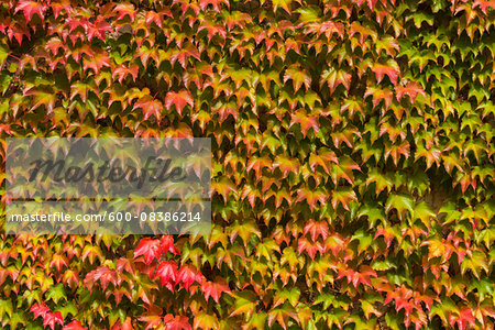 Japanese Creeper (Parthenocissus tricuspidata) Leaves on Wall in Autumn