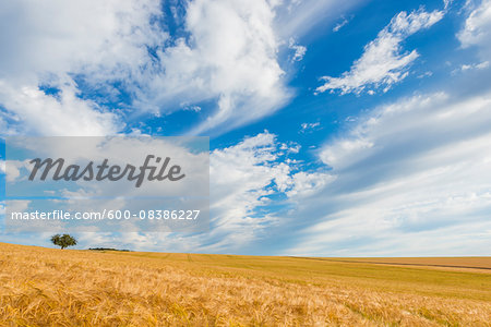 Barley Field in Summer, Wenschdorf, Milenberg District, Bavaria, Germany