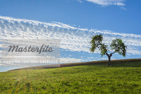 Lone Tree in Meadow with Sun in Summer, Reichartshausen, Miltenberg District, Bavaria, Germany