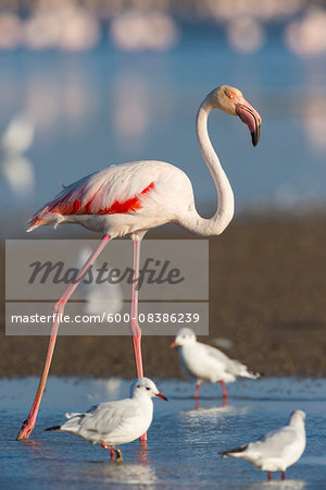 Greater Flamingo (Phoenicopterus roseus) and Black-headed Gulls (Chroicocephalus ridibundus), Saintes-Maries-de-la-Mer, Parc Naturel Regional de Camargue, Languedoc-Roussillon, France