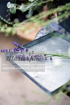 Lavenders on tray