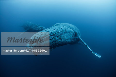 Underwater view of humpback whale, Revillagigedo Islands, Colima, Mexico