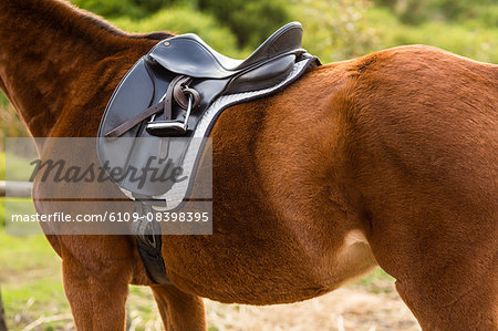 Thorough bred horse with saddle