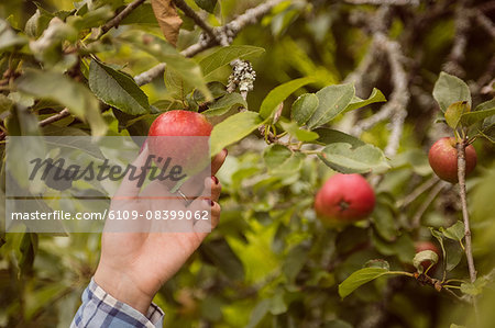 Woman touching apple tree
