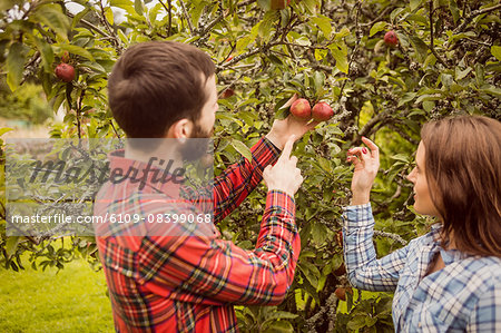 Couple looking at apple tree