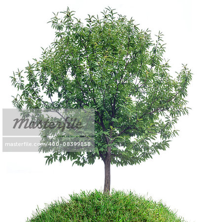 Chestnut Tree Isolated on White Background