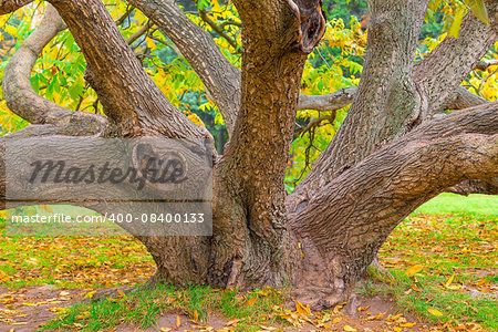 crooked old deciduous tree in autumn forest