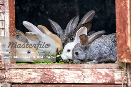 A group of young rabbits in the hutch