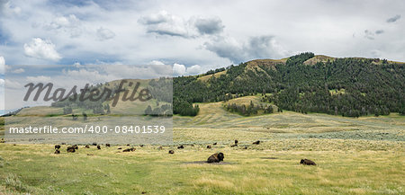 Large bison herd in Yellowstone National Park's famous Lamar Valley  in Wyoming.